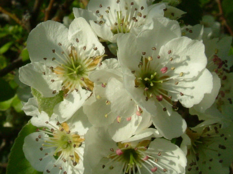 Pyrus pyraster / Pero selvatico